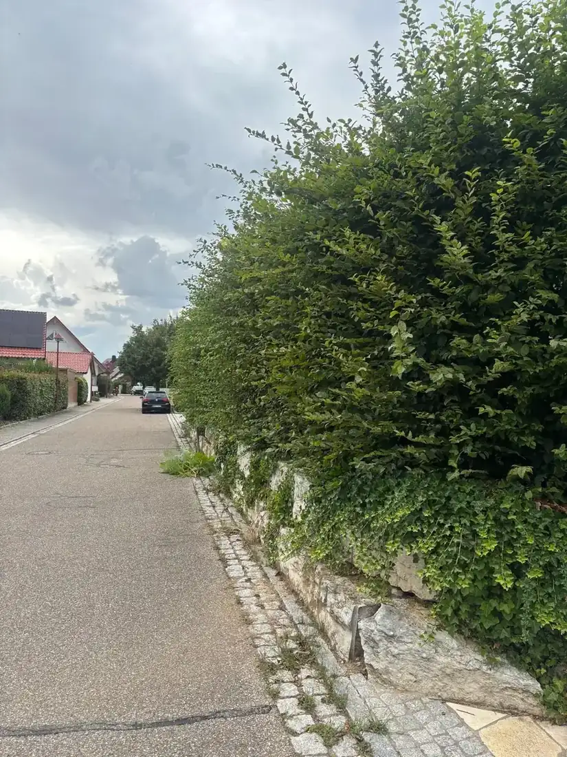 Frisch geschnittene Hecke entlang einer Wohnstraße in Kirchardt