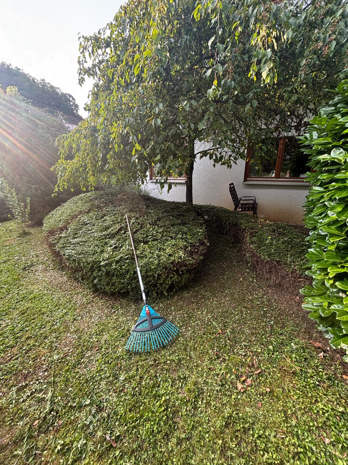 Gärtner bei der Arbeit an einer Hecke im Abendlicht