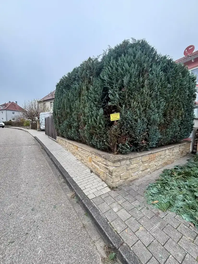 Eckhecke an einer Straße nach dem Rückschnitt