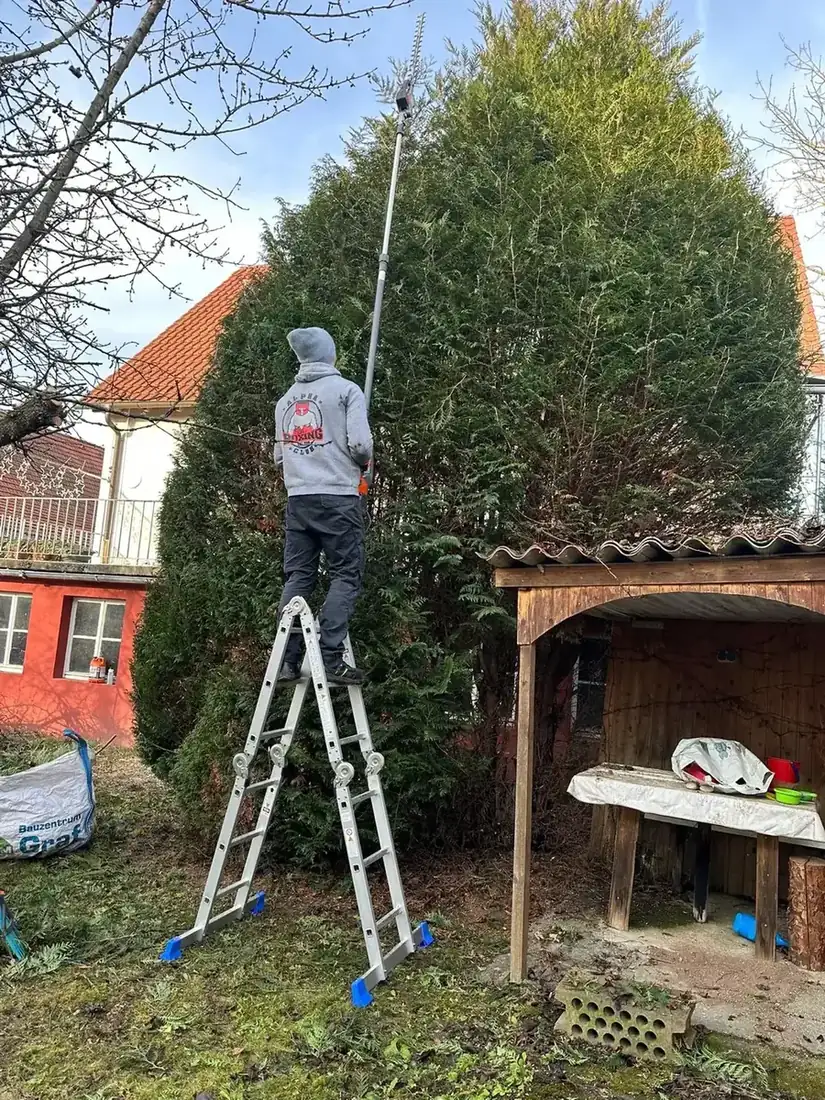 Heckenschnitt mit Leiter und Teleskopschere