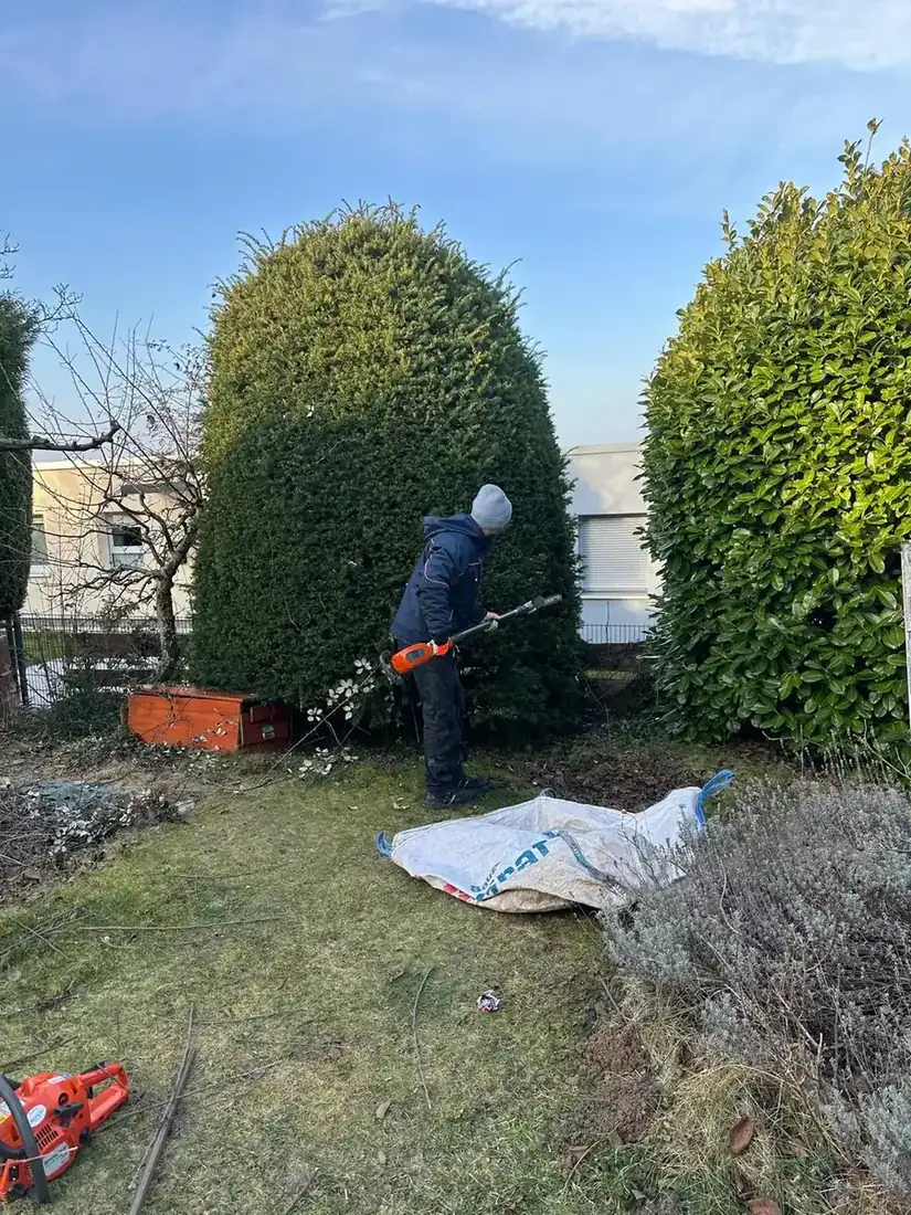 Heckenschnitt mit Motorschere im Privatgarten