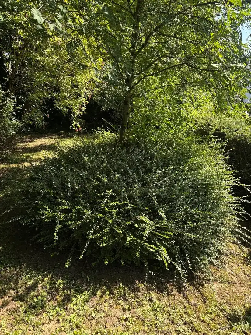 Ausgelichteter Strauch im Herbstgarten