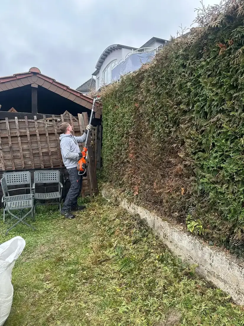 Rückschnitt einer hohen Grundstückshecke