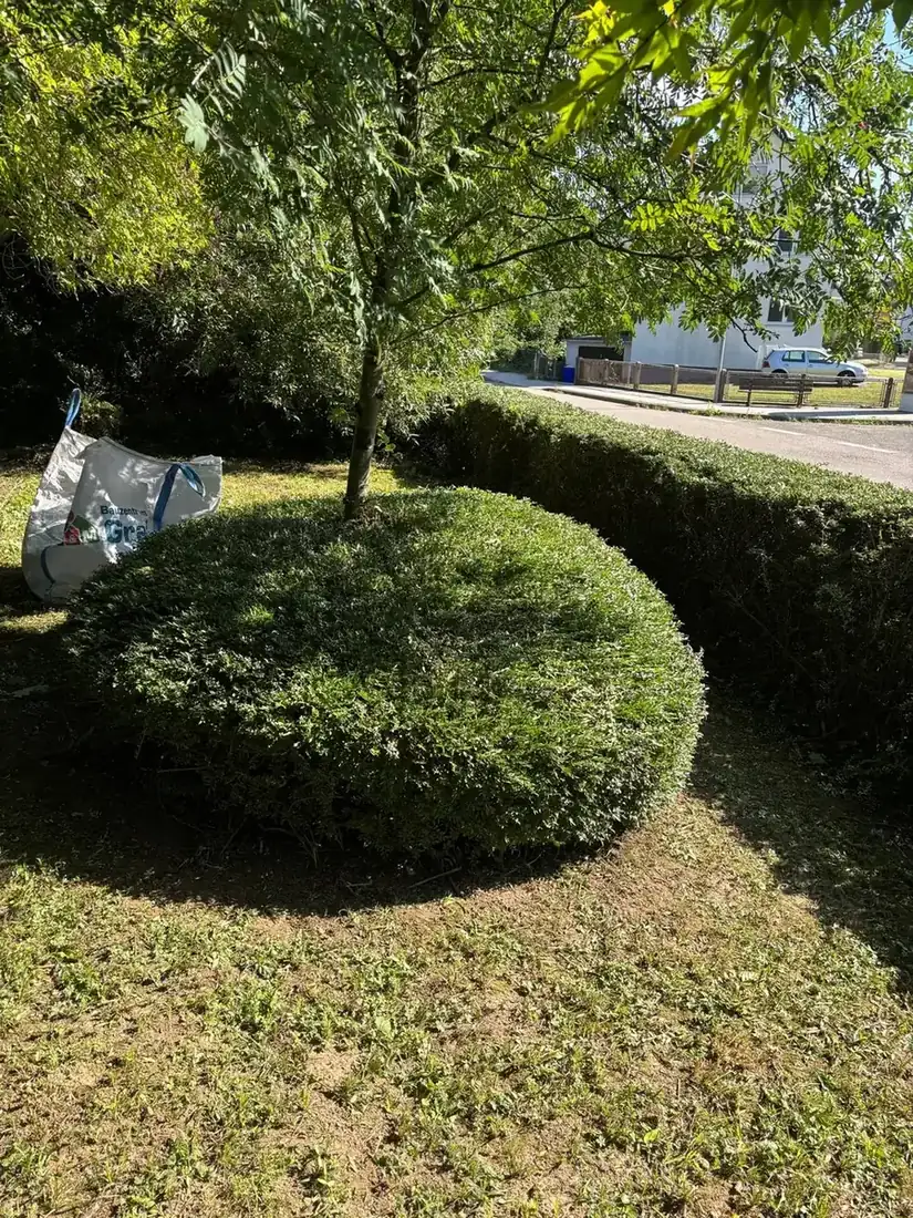 Rundbeet mit Formschnitt und Baum auf gemähtem Rasen