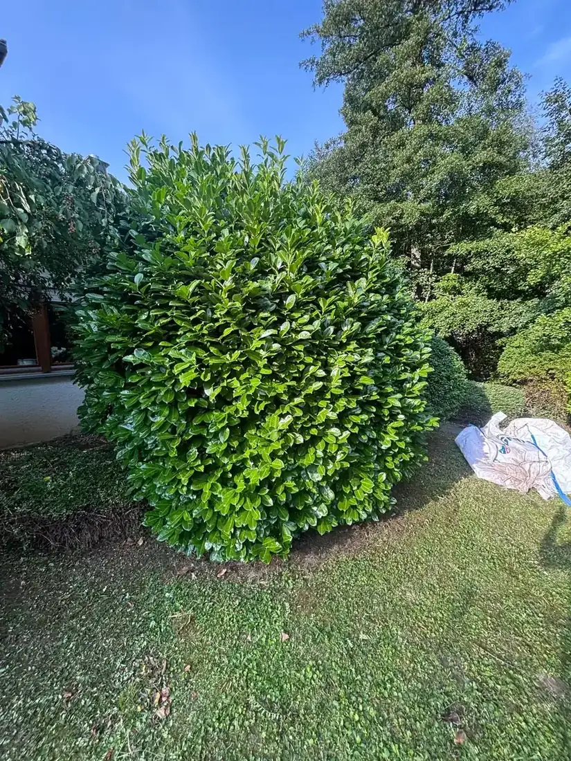 Lange Hecke nach dem Formschnitt