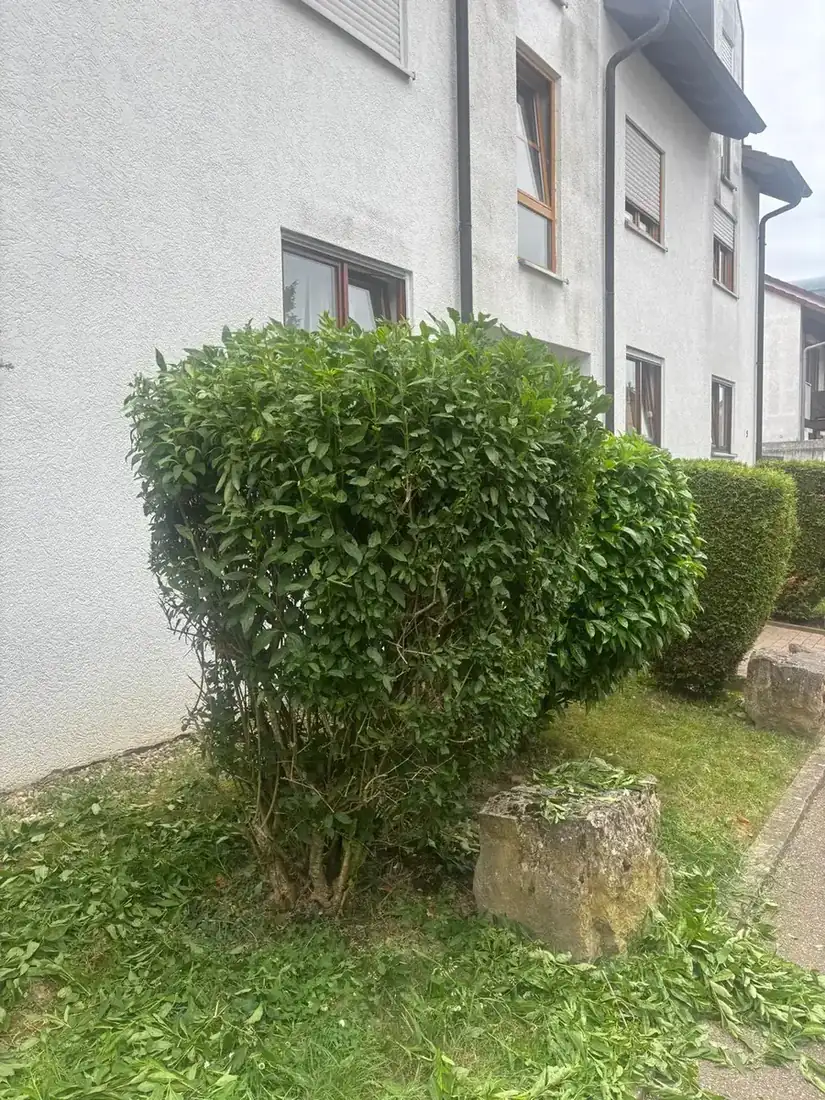 Gepflegter Strauch an einem Mehrfamilienhaus